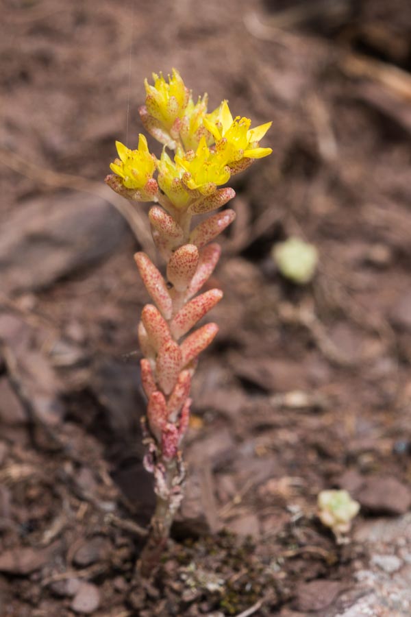 Sedum annuum / Borracina annua